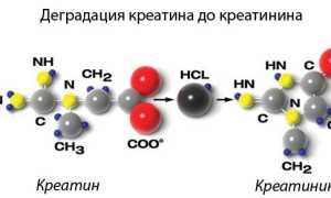 Низкий креатинин в крови: причины и последствия