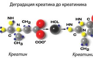 Низкий креатинин в крови: причины и последствия