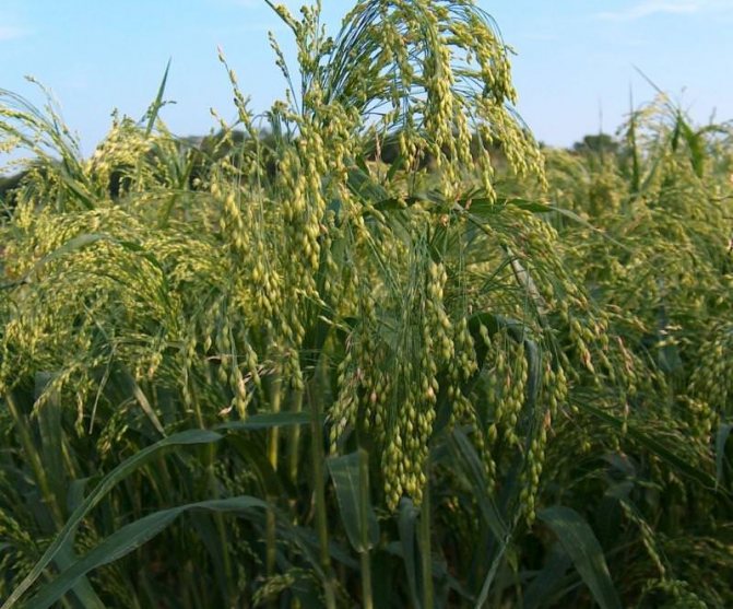 Просо – незаменимая в хозяйстве и кулинарии крупа, которая, ко всему прочему, обладает массой лечебных свойств