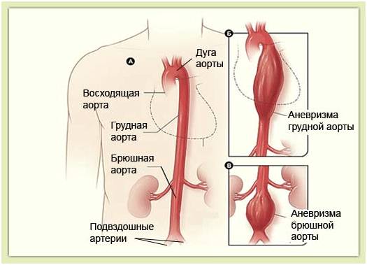 анатомия аорты