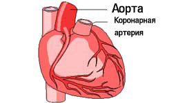 аорта