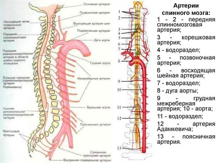 артерии спинного мозга