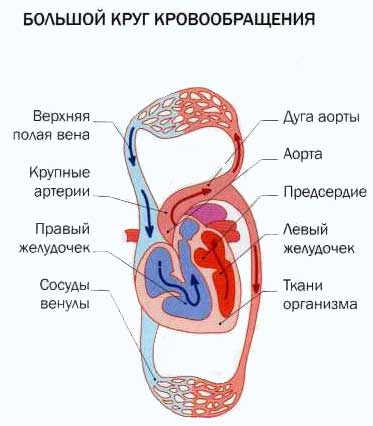 круг кровообращения