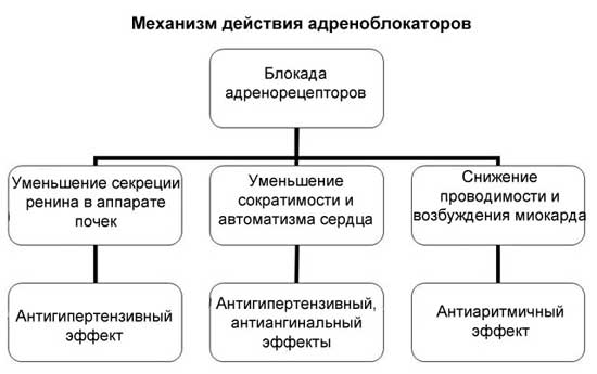действие адреноблокаторов
