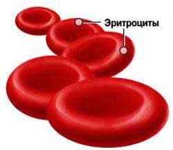 эритроциты