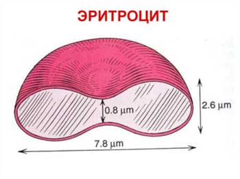 эритроцит
