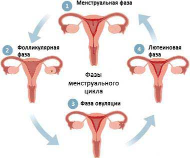 фазы менструального цикла