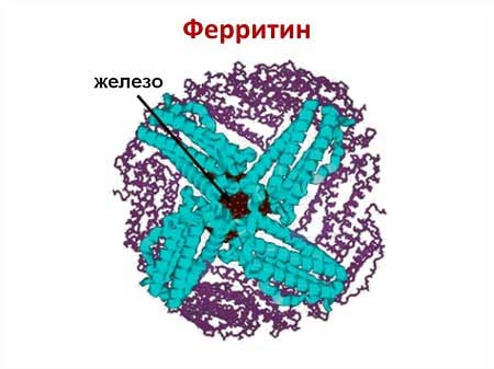 ферритин