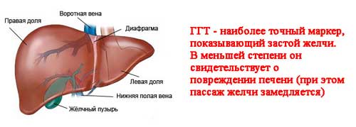 печень