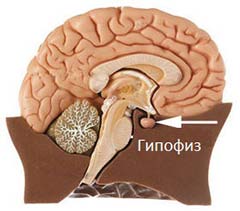 гипофиз