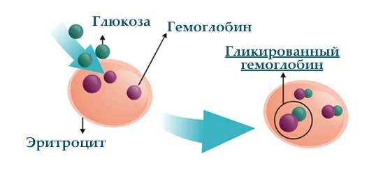 Гликированный гемоглобин в крови