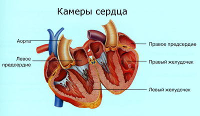 строение сердца