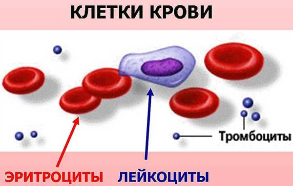 клетки крови
