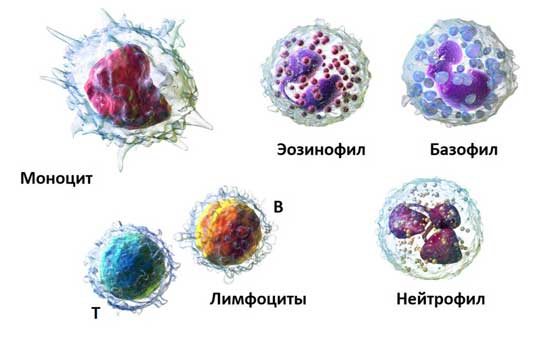 клетки крови