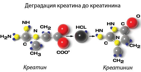 преобразование креатинина