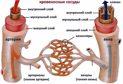 кровеносные сосуды