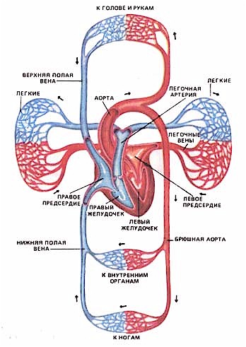 циркуляция крови