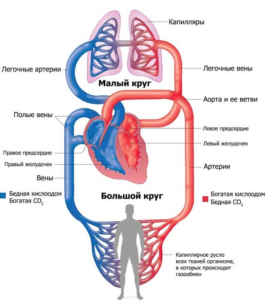 круги кровообращения