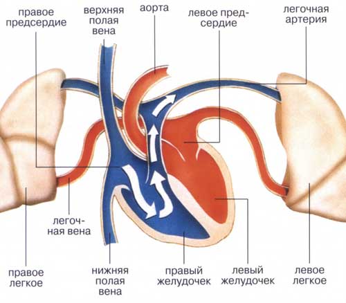 круги кровообращения