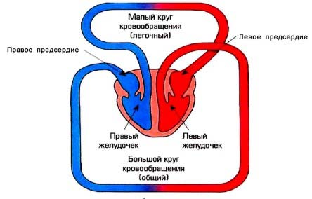 круги кровообращения 