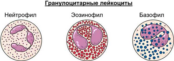 виды лейкоцитов