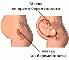 матка во время беременности