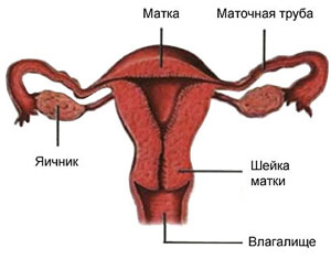 матка