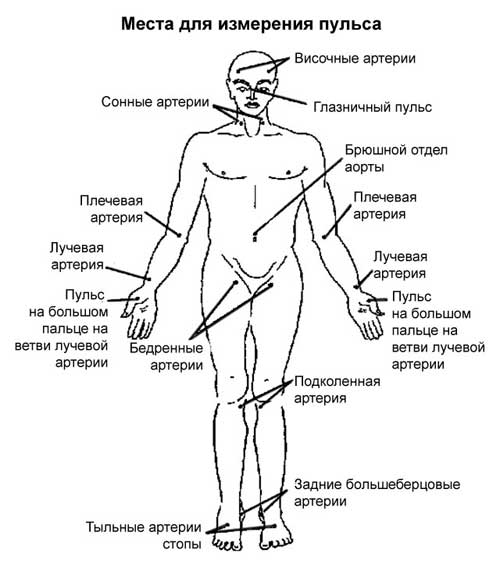 места измерения пульса