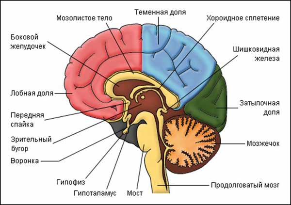 Строение мозга