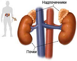 надпочечники 