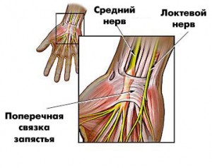 нервы на руке