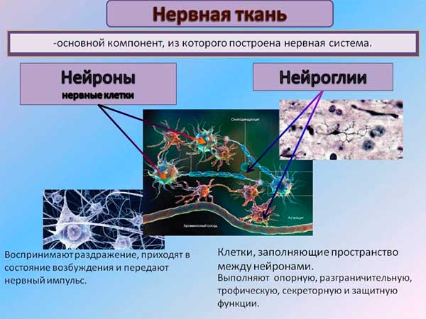 нервная ткань