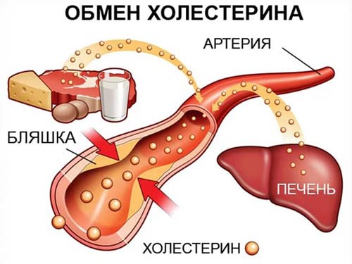 обмен холестерина в организме