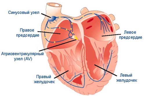 отделы сердца