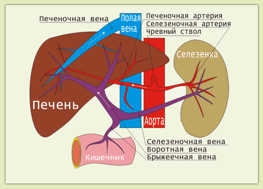 печёночная вена