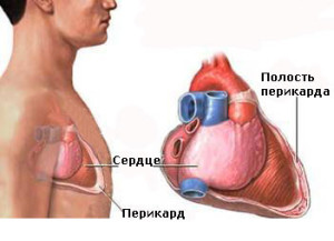 перикард
