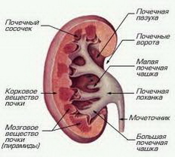 почки человека