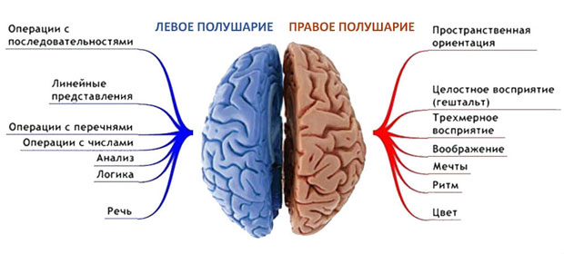 полушария мозга