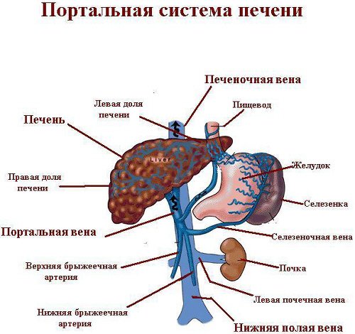 Портальная система печени