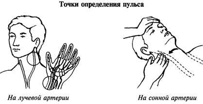 проверка пульса