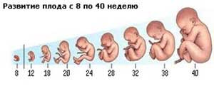 размер плода при развитии