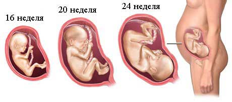 развитие плода