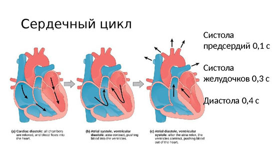 сердечный цикл