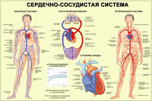сердечно сосудистая система