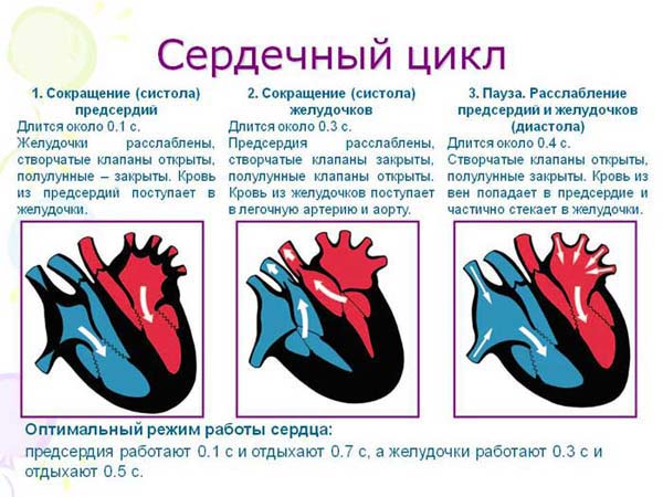сердечный цикл