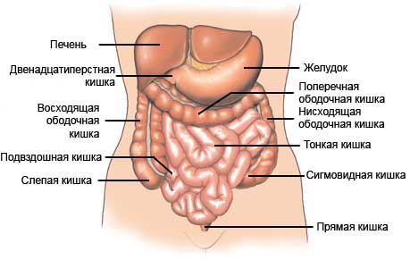 схема кишечника