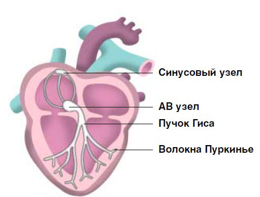 синусовый узел