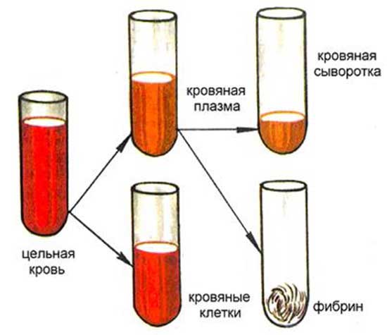 кровяная сыворотка