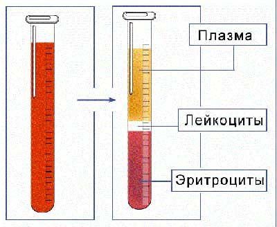 анализ на СОЭ