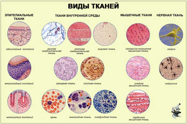 виды соеденительных тканей